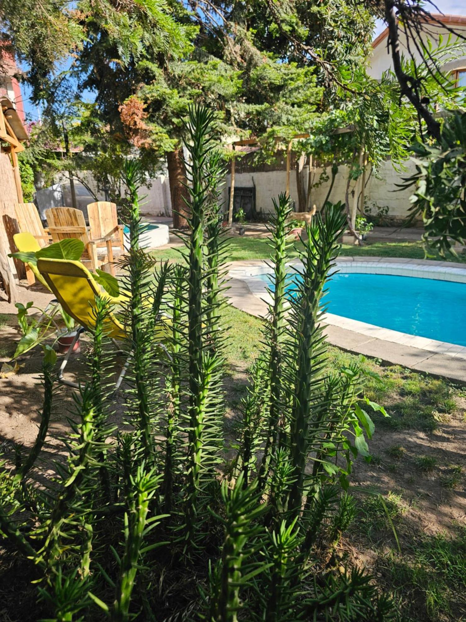 La Araucaria Cabana Con Tinaja 圣费利佩 外观 照片