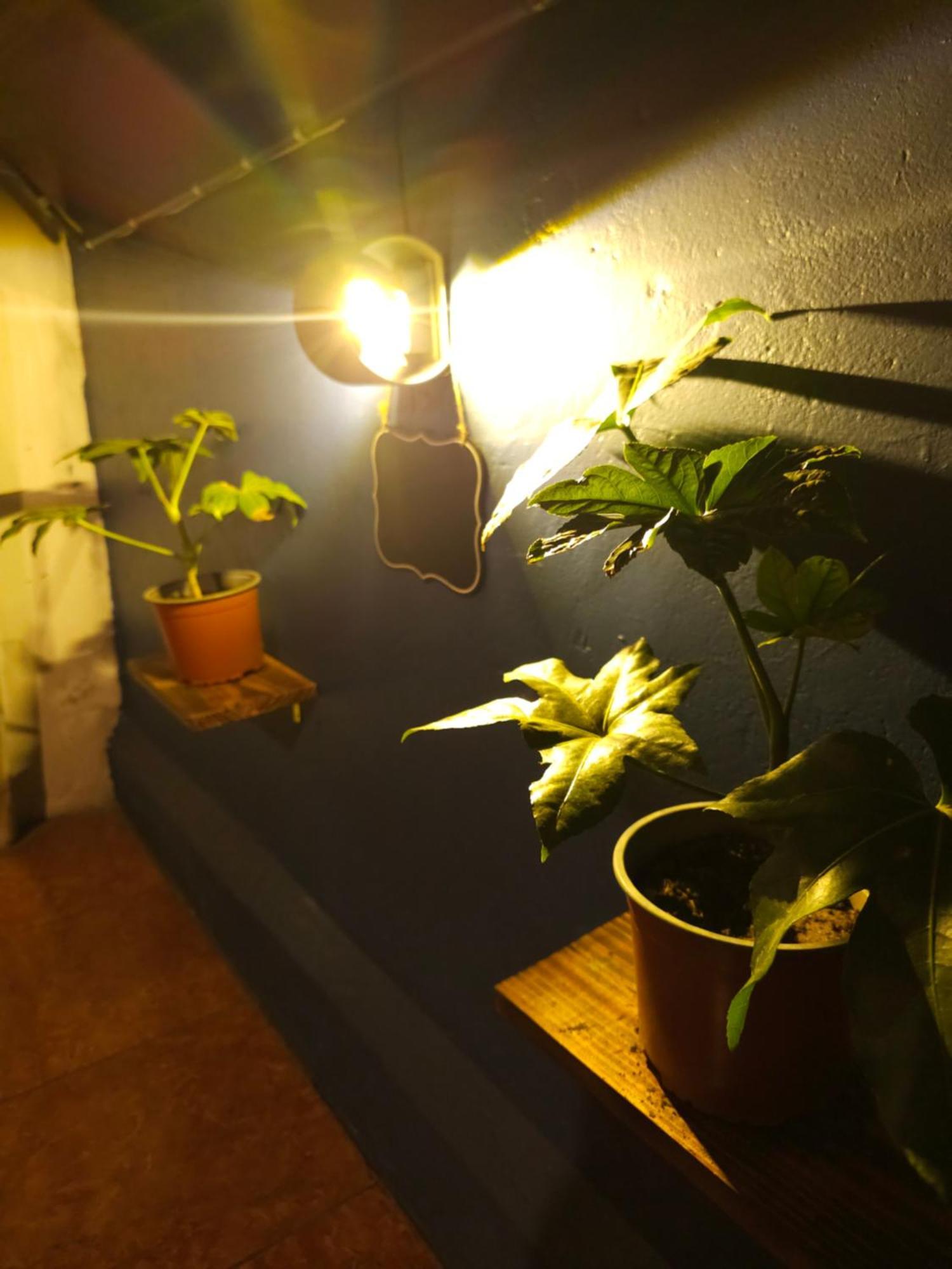 La Araucaria Cabana Con Tinaja 圣费利佩 外观 照片